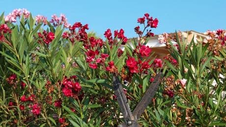 Oleander pflegen: Wann Sie die Kübelpflanze nicht schneiden sollten