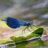 Combinatie bestrijdingsmiddelen en warmte is zeer dodelijk voor insecten