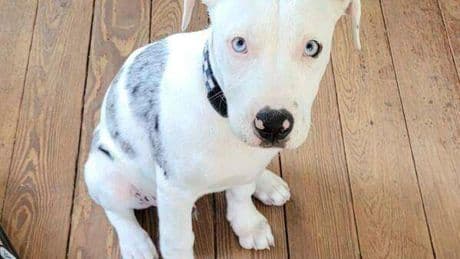 A New Orleans police officer who fatally shot a puppy will face a jury lawsuit trial