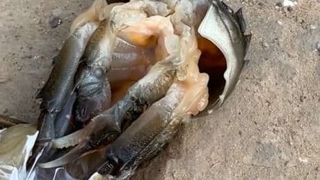 Schaurig-schöne Wandlung - Monster-Krabbe häutet sich
