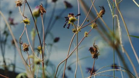 Tell Us: What Questions Do You Have About Death and Dying?