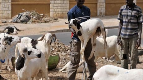 Sénégal: le gouvernement renforce la lutte contre le vol de bétail en vue de la Tabaski