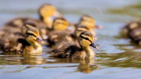 Ulm: A8: Entenfamilie auf der Autobahn unterwegs