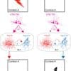 È la dopamina a indurre l’estinzione della paura nel cervello, lo studio del Mit