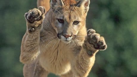 Angriff in Malibu - Puma attackiert Mädchen (11) in Promi-Siedlung