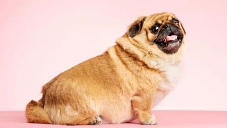 ¿Ozempic para perros y gatos? La ciencia ya trabaja en implantes contra la obesidad animal