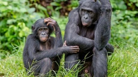 Schimpansen reinigen sich nach dem Sex mit Blättern