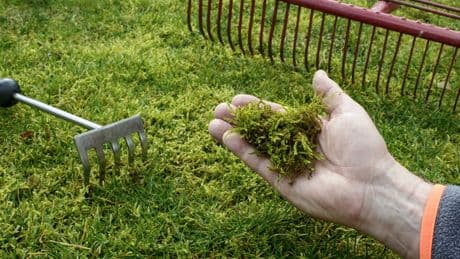 Moos im Garten loswerden: 3 Tricks helfen langfristig