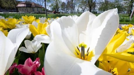 Veranstaltungen: Termin für die Landesgartenschau in Wittenberg wackelt