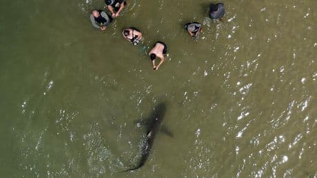 Familiarité excessive et «frénésie alimentaire» à l’origine d’une attaque de requins en Israël