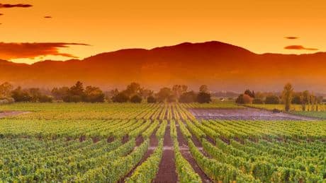 Napa Is The Best Wine Country Trip You Can Take Without A Car