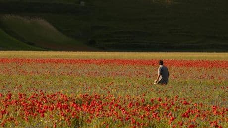 À Castelluccio di Norcia, la sécheresse a fait du paradis des fleurs une plaine aride