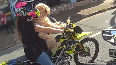 Moment biker riding with dog strapped to her is pulled over by shocked police officer