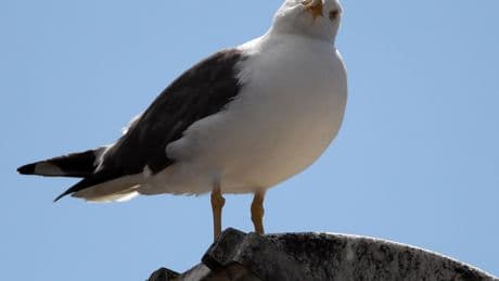 Calls for seagull summit as fears grow someone could be 'killed' in bird attack