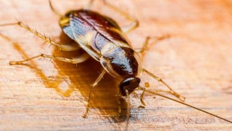 UK households hit by 'cockroach invasion' as temperatures plummet in September