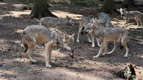 In Teilen Deutschlands - Wolf-Wende! Jetzt soll die Jagd erlaubt werden