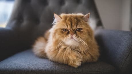 Aufgestanden, Platz vergangen: Warum Katzen immer den Sitzplatz klauen