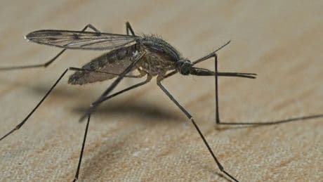 Mückensprays im Warentest: Testsieger schützt 7,5 Stunden vor Stichen