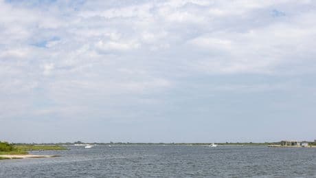 Woman Was ‘Most Likely’ Bitten by Shark at Jones Beach, Scientists Say