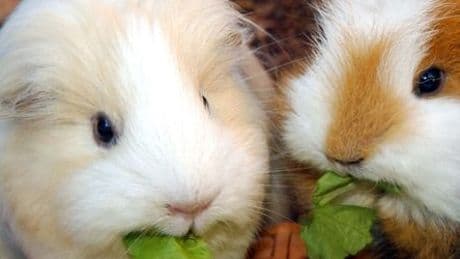 Hildesheim: Tierquäler erschießen 14 Meerschweinchen in Wildpark