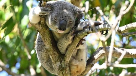Australien lässt Impfstoff gegen tödliche Koala-Krankheit zu