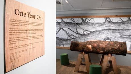 Part of felled Sycamore Gap tree to go on permanent display