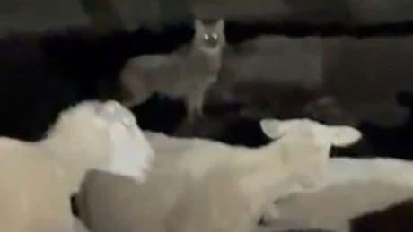 Abschuss-Freigabe! - Jäger sollen Goldschakal auf Sylt töten