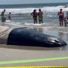 KIJK | Jonge en uitgemergelde potvis spoelt aan op strand in VS