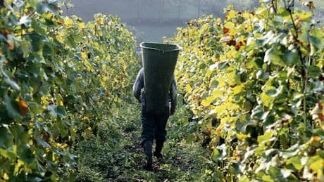 Wie der Klimawandel den deutschen Weinbau verändert