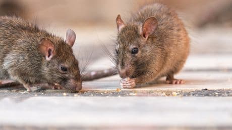 Mäuse & Ratten loswerden: Dieser einfache Blätter-Trick funktioniert wirklich