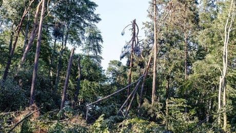 „Existenzelle Krise“: Bezirksstadträte warnen vor Park-Kollaps