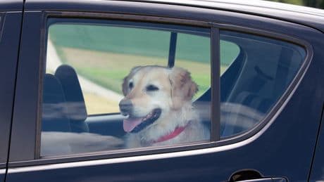 Dog owners given heatwave warning after French Bulldog dies in car