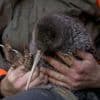 Erstmals seit 50 Jahren: Seltener Kiwi-Vogel auf Neuseelands Festland wiederentdeckt