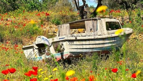 Mar de amapolas para los barcos en Les Useres