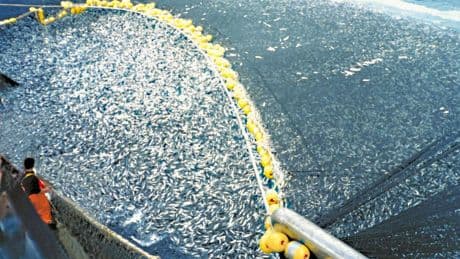 « Une fois qu’on l’a trop pêché, en général le poisson ne revient pas »