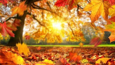 Herbstwetter mit Lichtblick - Hier scheint am Sonntag die Sonne bis zu 9 Stunden