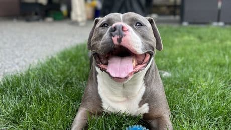B.C. dog at centre of court case that lawyer calls ‘outrageous’