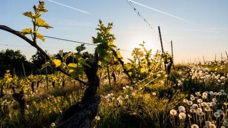 Kaltfront kommt: Am Rhein sind 30 Grad möglich