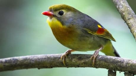 A Cahors, les responsables d’un parc animalier devant la justice pour un vaste trafic d’oiseaux protégés