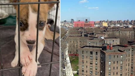 Baby’s cause of death revealed as family say the puppy originally blamed for her killing has not been put down