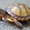 Man faces jail in US for shipping 850 turtles in socks to Hong Kong