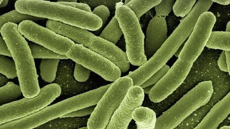 Escherichia Coli, cause, sintomi, cura e prevenzione. Cos'è e come può essere contrastato il batterio