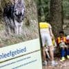 “Kind gebeten en bos ingesleurd”: mogelijk nieuw incident met wolf in Nederland