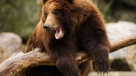 Une trentenaire attaquée par un ours pendant son footing en Alaska