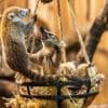 Tiere: Hessischer Zoo zeigt Nachwuchs von Weißrüssel-Nasenbären