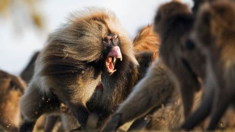 El mito del dominio de los ‘machos alfa’: un estudio desmonta la idea de que ellos siempre se imponen en las sociedades de primates