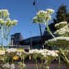 Überschätzte Stadtnatur: Das Bild von Berlin als Arche der Biodiversität ist überzeichnet