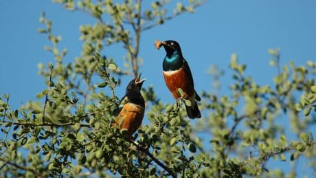 Estos pájaros establecen lazos de amistad para ayudarse a criar sus polluelos
