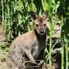 Ontsnapte wallaby van kinderboerderij uit Stekene dood aangetroffen in Waaslandhaven: “We vrezen dat onze nachtmerrie waarheid is geworden”