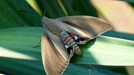 Los insectos pueden escuchar a las plantas